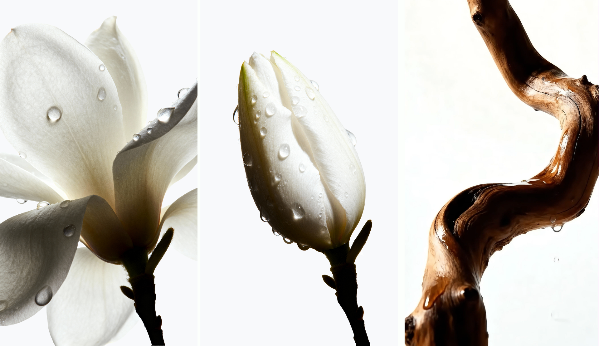 Metal Detox — botanical triptych (magnolia, tulip, wood)